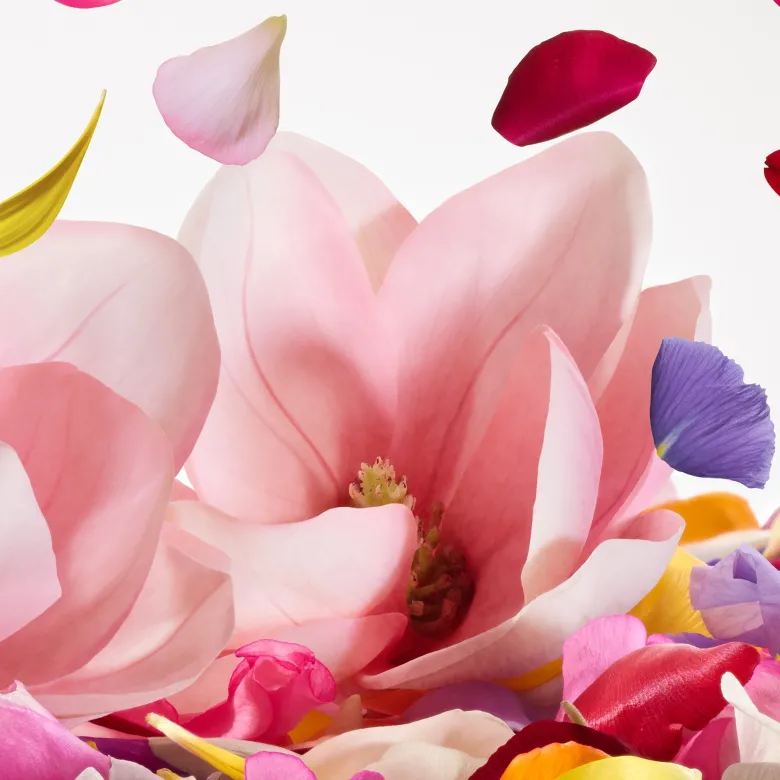 Dolce Magnolia