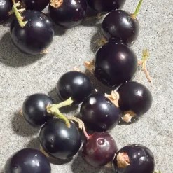 Dolce Violet