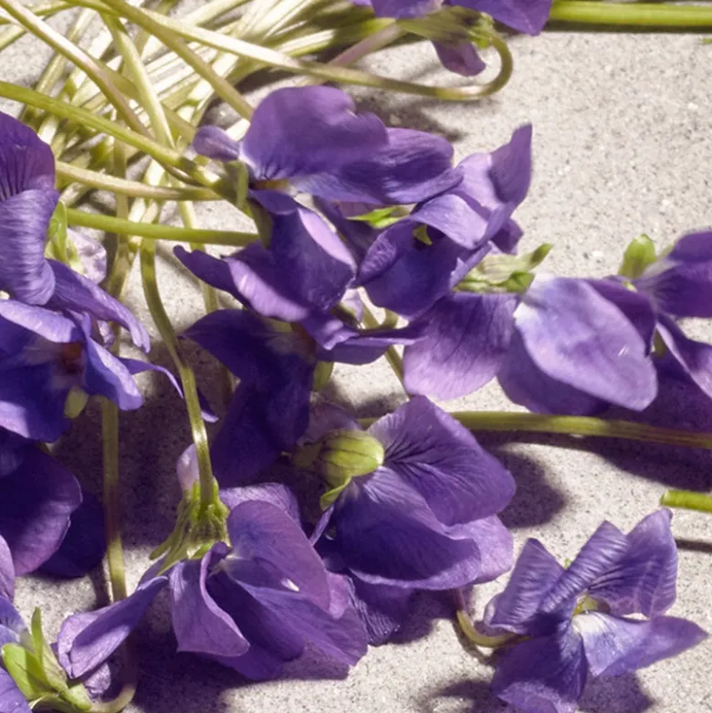 Dolce Violet
