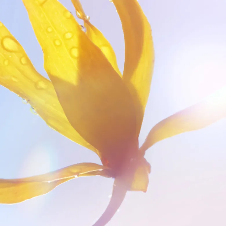 La Vie est belle Soleil Cristal